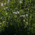 taraxacum_header.jpg